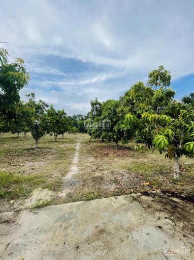 Cắt lỗ hơn 5000m2 đất tại Cam Hải Tây, Cam Lâm, giá cực tốt cho nhà đầu tư mùa dịch