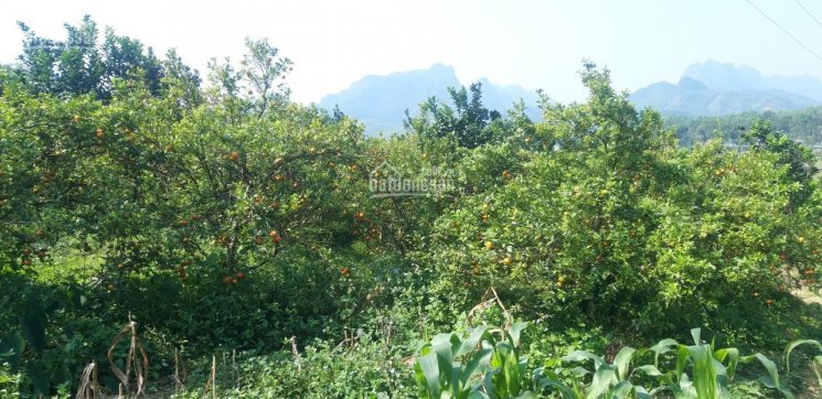 Bán gấp 2,3ha đất rừng sản xuất tại Kim Sơn, Kim Bôi giá đầu tư