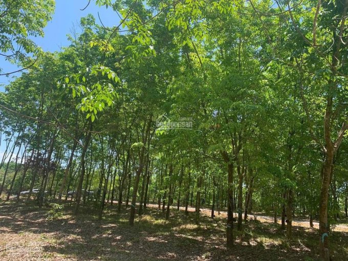 Bán 15 sào đất thổ cư nhà vườn, sinh thái nghỉ dưỡng tại xã Phú Lý, Vĩnh Cửu, Đồng Nai