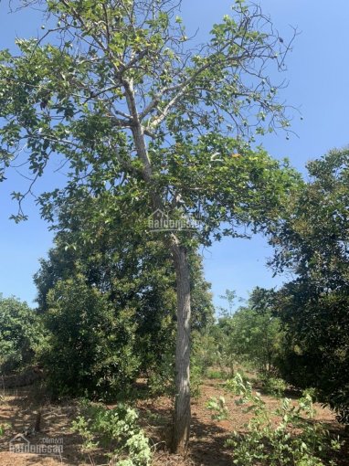 Cần bán đất vườn chôm chôm, bơ, xã Xuân Tâm, Xuân Lộc, Đồng Nai