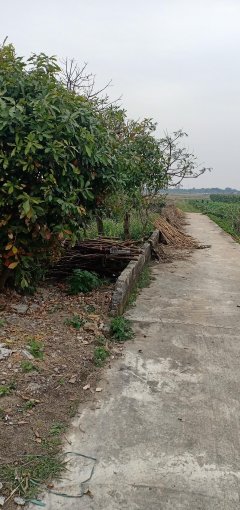 Bán đất vườn tại Tân Hòa, Vũ Thư, Thái Bình