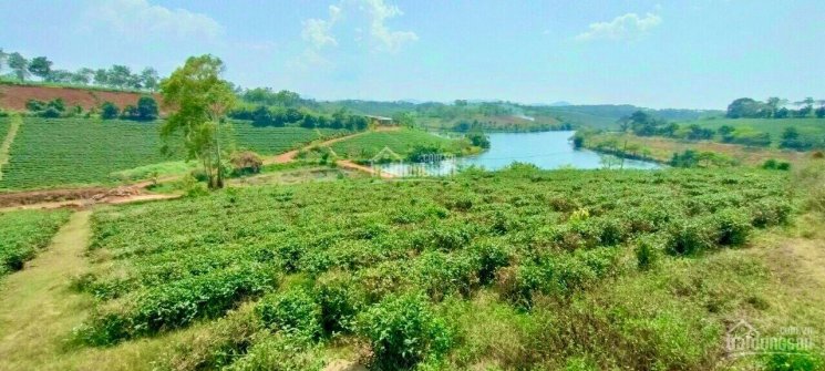 Cần bán lô đất hồ Ngọc gần đồi chè Tâm Châu, thích hợp để nghỉ dưỡng hoặc đầu tư