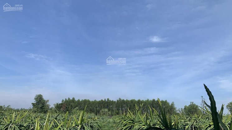 Mua đất sở hữu ngay vườn trồng thanh long siêu đẹp 432 triệu/sào ở Xuân Hòa, Xuân Lộc, Đồng Nai