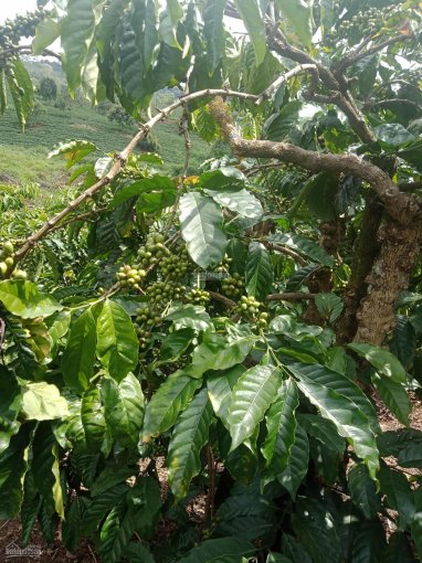 Bán lô 3.600 mét 2 đất thổ cư và trồng cây lâu năm ở xã Tà Nung, TP. Đà Lạt, giá: 7 triệu 01 mét 2
