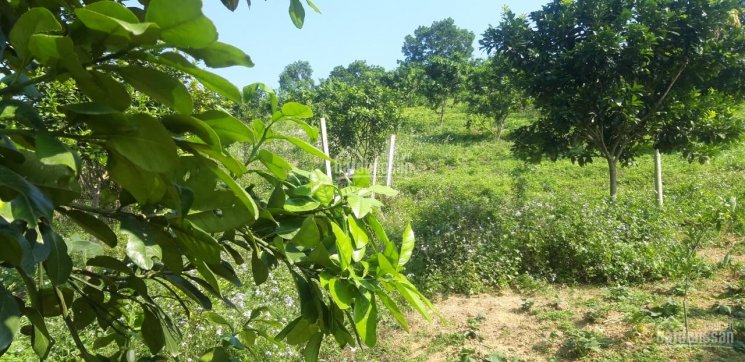 Bán gấp 2,3ha đất rừng sản xuất tại Kim Sơn, Kim Bôi giá đầu tư