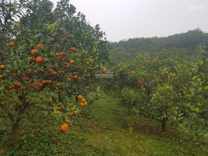 Chính chủ tôi bán trang trại cam CAo Phong 7600m2 thổ cư rất đẹp tại Hòa Bình