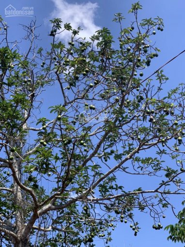 Cần bán đất vườn chôm chôm, bơ, xã Xuân Tâm, Xuân Lộc, Đồng Nai