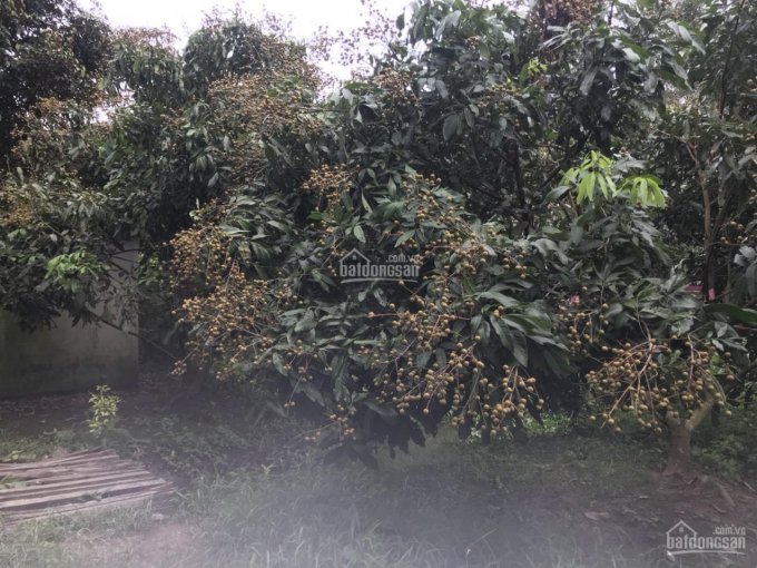 Xã Nhơn Ái vườn nhãn Ido Thái 6 năm tuổi cây trái sum suê kẹt tiền bán giá cực rẻ, LH 0909491373