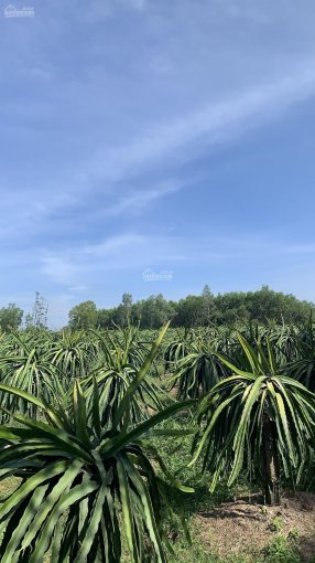 Mua đất sở hữu ngay vườn trồng thanh long siêu đẹp 432 triệu/sào ở Xuân Hòa, Xuân Lộc, Đồng Nai