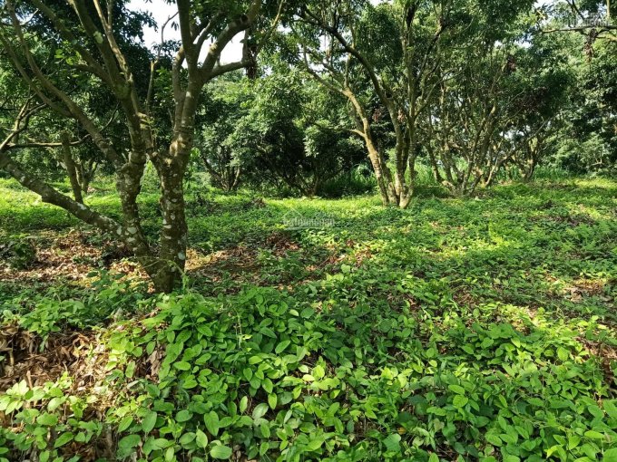 Bán nhanh lô đất mặt hồ Đồng Sương xã Trần Phú Chương Mỹ Hà Nội