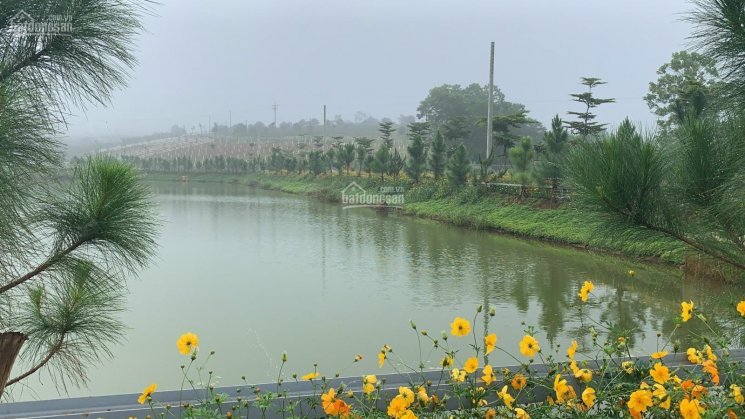 Cần bán lô đất hồ Ngọc gần đồi chè Tâm Châu, thích hợp để nghỉ dưỡng hoặc đầu tư