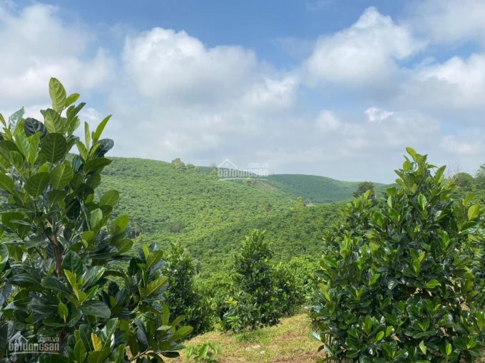 Chị Năm bán đất trung tâm Bảo Lâm săn mây có sẵn vườn trái cây 750tr/sào(1000m2), LH 0919 174 279