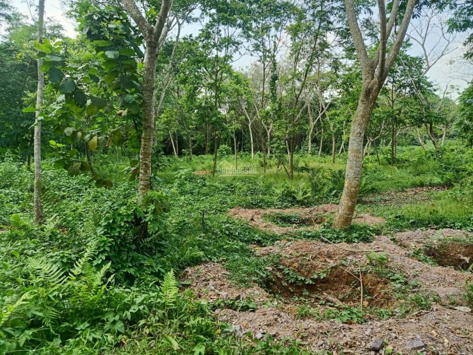 Bán gấp lô đất nhà vườn tại Xã Phú Thành, Huyện Lạc Thủy, Hòa Bình