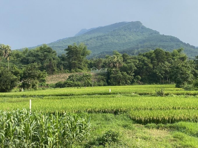 Chính chủ cần bán gấp lô đất 7186m2 tại Thôn 9, Ba Trại, Ba Vì, Hà Nội. LH Thu Hương: 0975349726