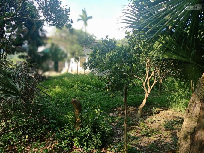 Bán nhanh lô đất nhà vườn tại xã Phú Thành, Lạc Thủy, Hòa Bình