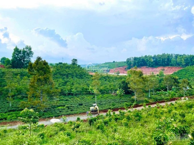 Chính chủ kẹt tiền bán gấp mảnh vườn ngay trung tâm TP Bảo Lộc, giá rẻ, đáng đầu tư ngắn hạn