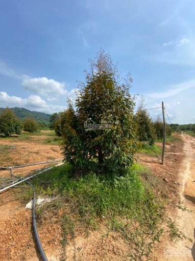 Bán đất vườn Thôn 2 xã Quốc Oai, huyện Đạ Tẻh, tỉnh Lâm Đồng
