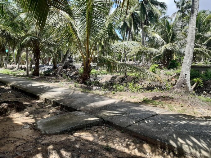 Tin số 1 (hiệu lực từ ngày 28/5/2021): Đất vườn dừa, Định Trung - Bình Đại. DT 12.700m2, giá 3,5 tỷ