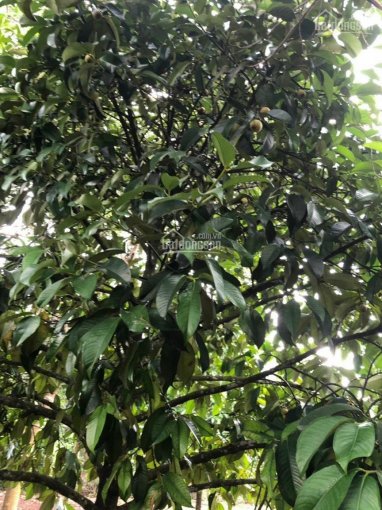 Bán gấp vườn nghỉ dưỡng có đủ loại cây ăn trái xã Bình Lộc