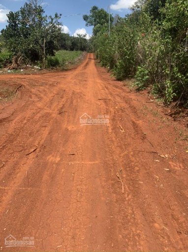 Chủ cần bán gấp 1,4ha vườn cây ăn trái, xã Xuân Tâm, Xuân Lộc, đất đỏ đẹp, trồng cây ăn trái