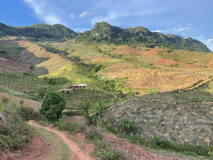 Đất Mộc Châu làm farmstay, chăn nuôi, trồng cây tất tần tần, gần Quốc Lộ 43 đường đi Lóng Sập