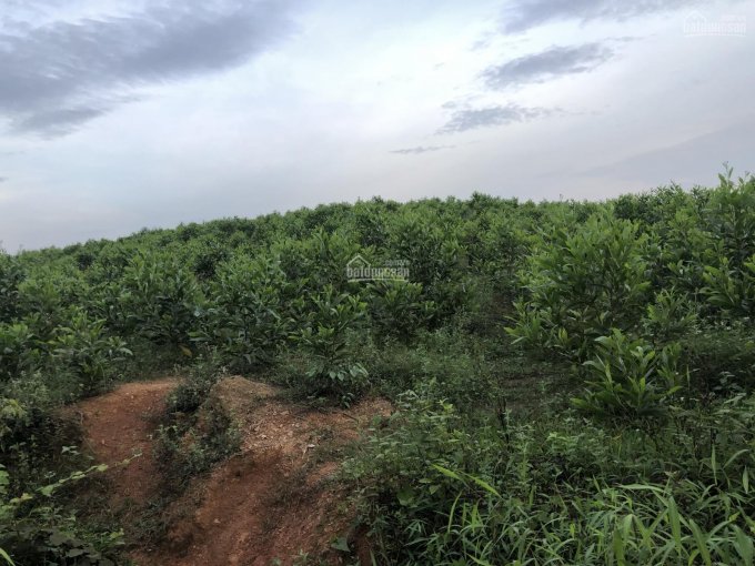 Chính chủ bán đất đồi trồng cây 20 ha tại thôn Bò Lăn xã Thanh Tân Như Thanh Thanh Hóa. 0989152679