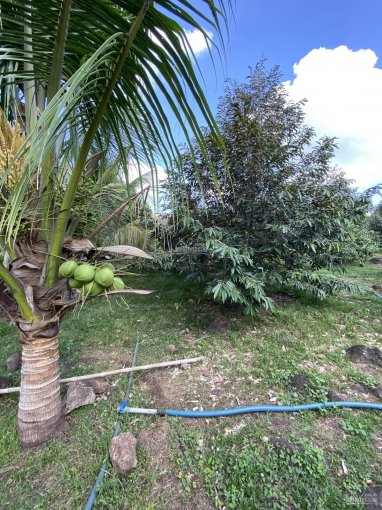 Bán lô đất vườn sầu riêng 3MT bê tông Hàng Gòn, Long Khánh, giá 1 tỷ 1/sào
