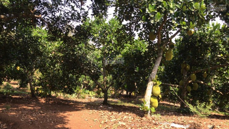 Cần bán vườn trái cây Bảo Hòa, Xuân Lộc, đang cho thu nhập gần 1 tỷ/năm, có 300m2 thổ cư