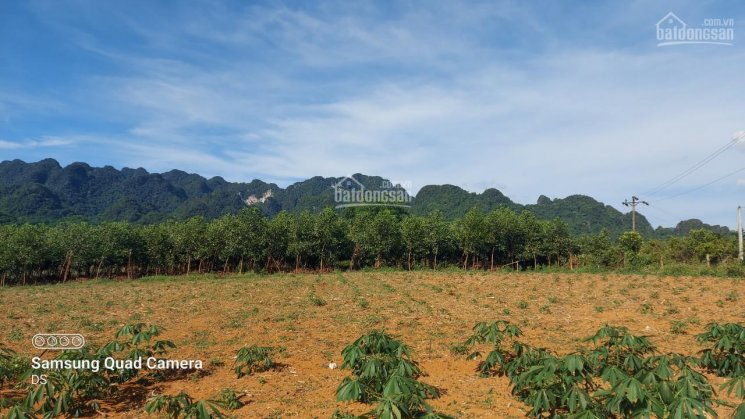 Bán đất Tân Lạc 5000m2 đất trồng cây lâu năm view thoáng, bằng phẳng