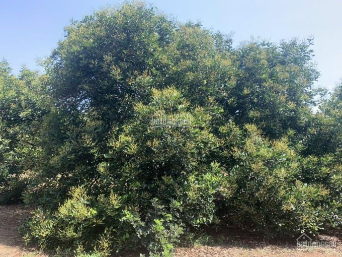 Chủ cần bán gấp 1,4ha vườn cây ăn trái, xã Xuân Tâm, Xuân Lộc, đất đỏ đẹp, trồng cây ăn trái