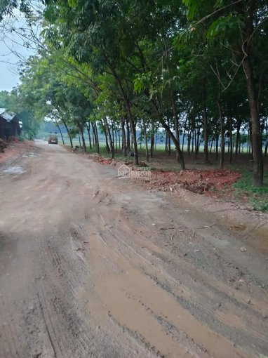 Bán đất xã Tân Hiệp, huyện Phú Giáo, tỉnh Bình Dương