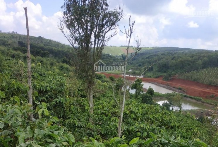 2.53 ha view hồ tự nhiên trồng café và sầu riêng, mắc ca, giá chỉ 75.000VNĐ/m2.