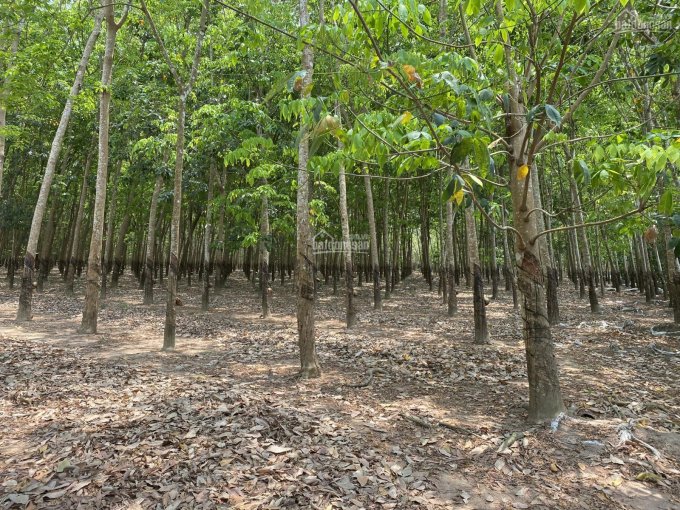 Bán 1,5 ha đất trồng cây cao su 12 năm tuổi tại Dầu Tiếng, Bình Dương