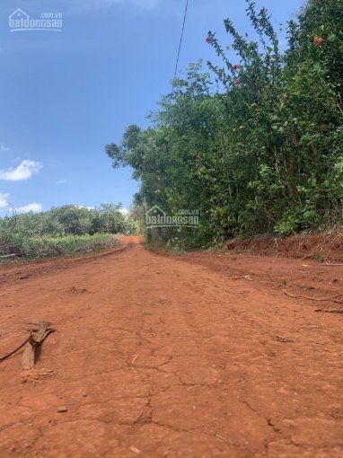 Chủ cần bán gấp 1,4ha vườn cây ăn trái, xã Xuân Tâm, Xuân Lộc, đất đỏ đẹp, trồng cây ăn trái