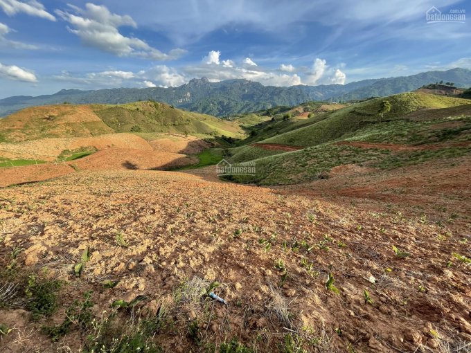 Đất Mộc Châu làm farmstay, chăn nuôi, trồng cây tất tần tần, gần Quốc Lộ 43 đường đi Lóng Sập