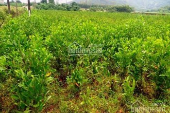 Chính chủ bán đất đồi trồng cây 20 ha tại thôn Bò Lăn xã Thanh Tân Như Thanh Thanh Hóa. 0989152679