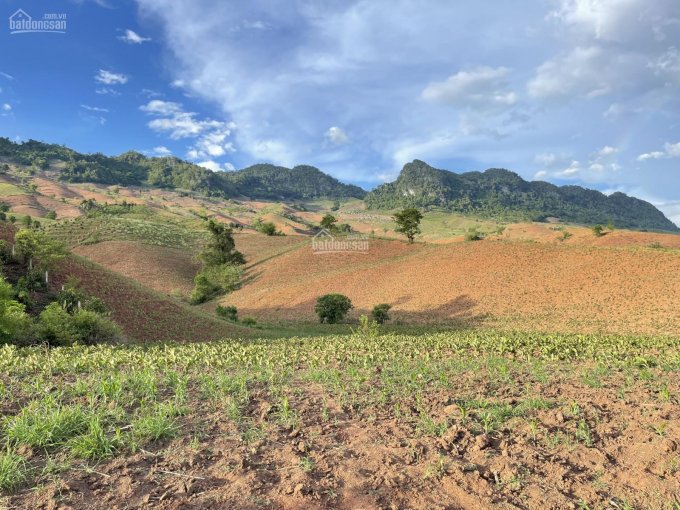 Đất Mộc Châu làm farmstay, chăn nuôi, trồng cây tất tần tần, gần Quốc Lộ 43 đường đi Lóng Sập