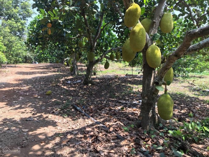 Cần bán vườn trái cây Bảo Hòa, Xuân Lộc, đang cho thu nhập gần 1 tỷ/năm, có 300m2 thổ cư