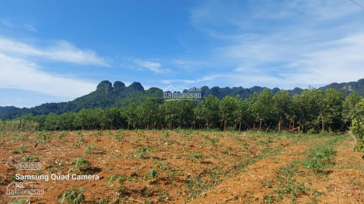 Bán đất Tân Lạc 5000m2 đất trồng cây lâu năm view thoáng, bằng phẳng