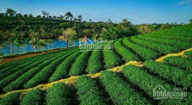 Cơ hội cuối cùng để sở hữu nền nhà phố đẹp, giá rẻ.
Giá đón đầu sang năm thanh toán