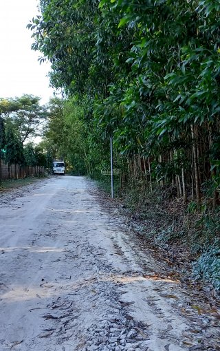 Bán 4,3ha đất trồng tràm tại xã Xuân Bắc, Xuân Lộc, Đồng Nai