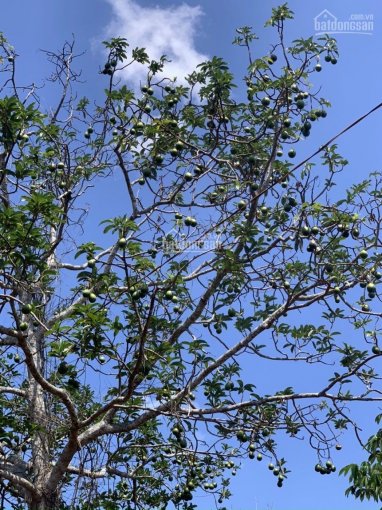 Chủ cần bán gấp 1,4ha vườn cây ăn trái, xã Xuân Tâm, Xuân Lộc, đất đỏ đẹp, trồng cây ăn trái