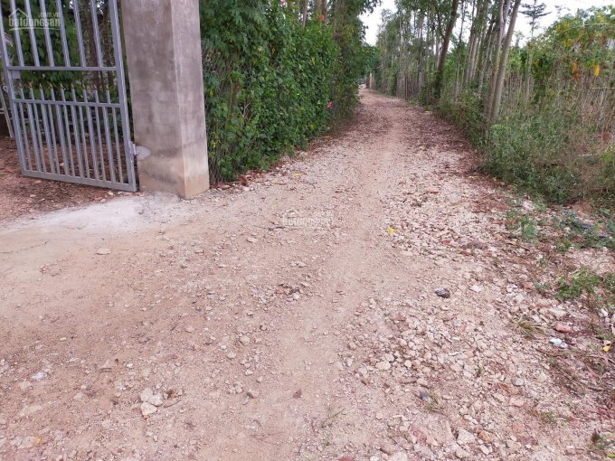 Cần bán 11300m2 đất, quy hoạch đất ở, 5 sổ hồng riêng (100 x 113m), thổ cư 100m2
