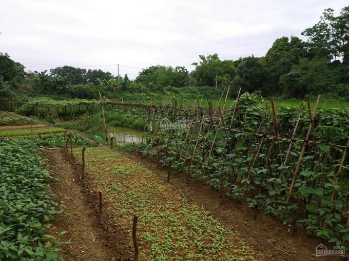 Cần bán gấp lô 2 Hòa Thạch giá rẻ như cho 3 triệu/1 m2 view đồng và view hồ