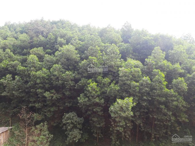 Đất Kim Bôi 2,8ha đất rừng sản xuất tại Hùng Tiến, Kim Bôi, giá rẻ