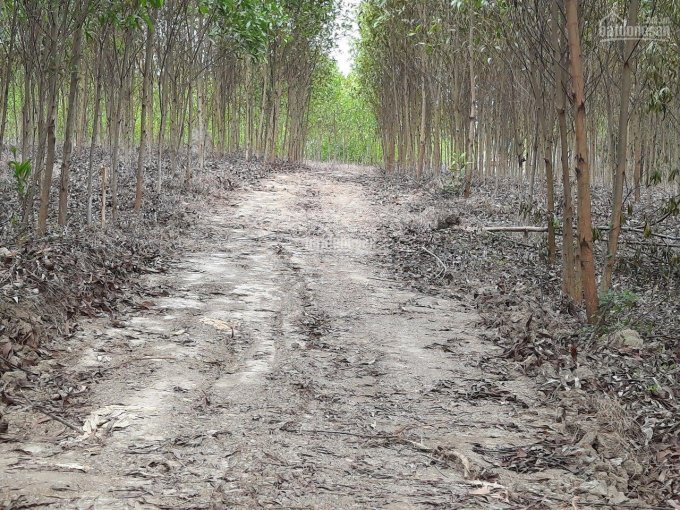 Bán đất Khánh Vĩnh, Khánh Hoà, đã trồng keo hơn 3 năm, sắp làm lại đường