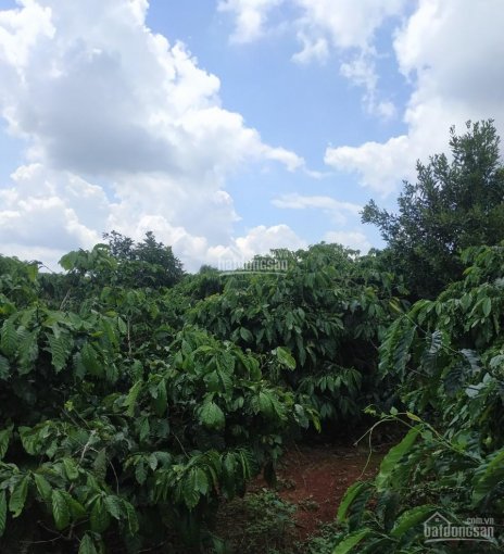 2.53 ha view hồ tự nhiên trồng café và sầu riêng, mắc ca, giá chỉ 75.000VNĐ/m2.