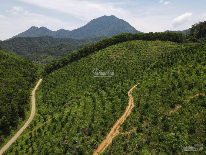 Cần bán 11ha Phú Minh, Kỳ Sơn, phù hợp làm trang trại, nghỉ dưỡng