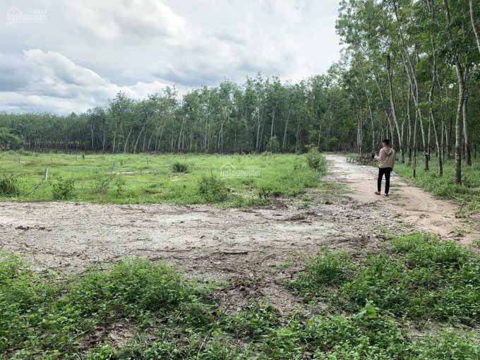 Cần bán lô đất vườn cực đẹp hơn 1000m2 sát đường DH704 thuộc xã Định An, Dầu Tiếng, tỉnh Bình Dương