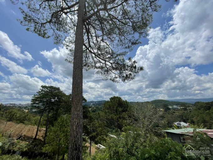 Cần tiền bán gấp đất view đỉnh rừng thông nguyên sinh, đường 3/4, P3, Đà Lạt. 1350m2, chỉ 24 tỷ 5